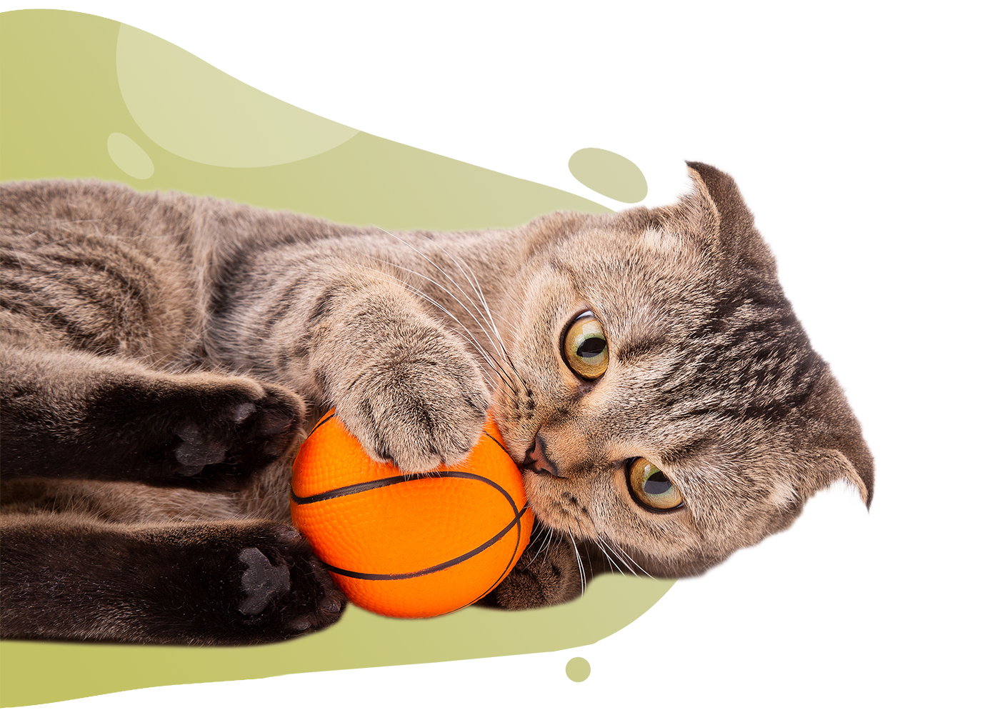 https://www.thecatclinic.sg/wp-content/uploads/bigstock-The-Cat-Plays-With-The-Ball-B-354032939.png